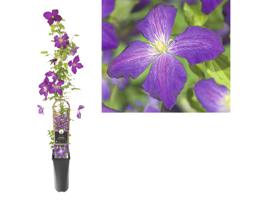 Clematis in einem Topf mit Rankhilfe und einer Nahaufnahme der Blüte.