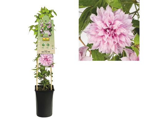 Clematis Multi Pink im Topf