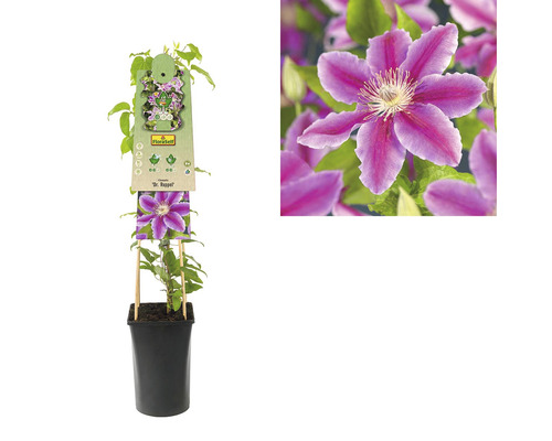 Clematis in einem Topf mit Rankhilfe
