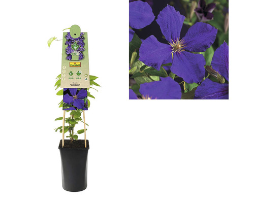 Clematis im Topf, Sorte Jackmanii, mit Rankhilfe