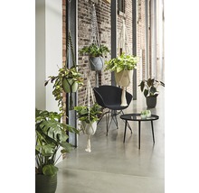 Dekoratives Zimmer mit hängenden Pflanzen in Blumenampeln, Sessel und Tisch.