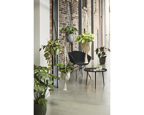 Dekoratives Zimmer mit hängenden Pflanzen in Blumenampeln, Sessel und Tisch.