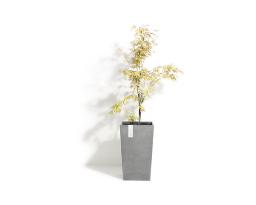 Pflanzvase Rotterdam Medium High Kunststoff 30x30x50 cm grau Japanischer Ahorn in einem grauen Pflanzgefäß