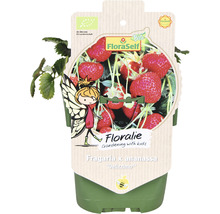 Erdbeerpflanze Fragaria x ananassa Delizzimo im Topf