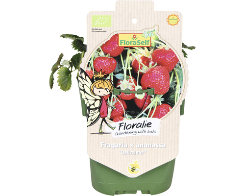 Erdbeerpflanze Fragaria x ananassa Delizzimo im Topf