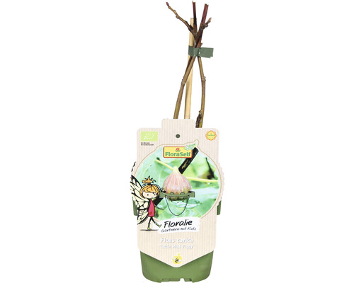 Feigenbaum im Topf, Sorte Little Miss Figgy