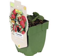 Erdbeerpflanze im Topf