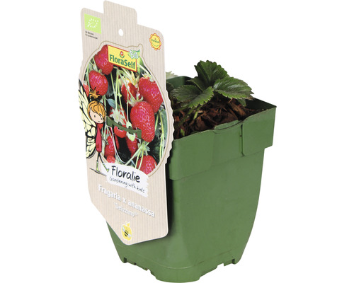 Erdbeerpflanze im Topf