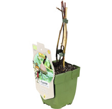 Echter Feigenbaum im Topf