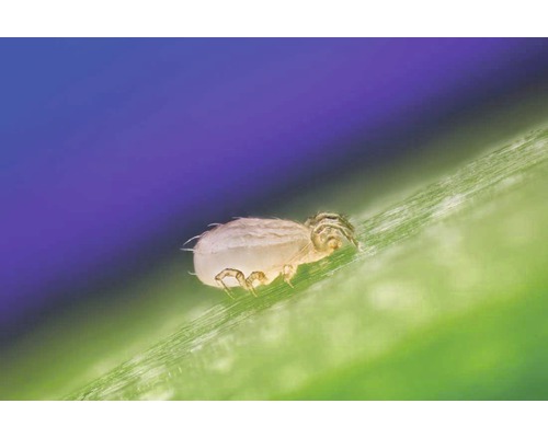 Neomite-Raubmilben gegen Spinnmilben & Weichhautmilben 10 Tütchen = 1.000 Stk. Reg.Nr. 4304-0 Neomite-Raubmilben gegen Spinnmilben & Weichhautmilben 10 Tütchen = 1.000 Stk. Reg.Nr. 4304-0