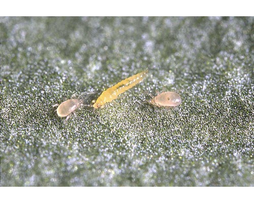 Amblymite-Raubmilben gegen Weiße Fliegen, Weichhautmilben & Thripse 10 Tütchen = 2.500 Stk. Reg.Nr. 4301-0
