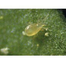 Cucumeris-Raubmilben gegen Thripse, Tee- und Erdbeermilben 10 Tütchen = 10.000 Stk. Reg.Nr. 4246-0