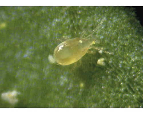 Nahaufnahme einer Spinnmilbe auf einem Pflanzenblatt.