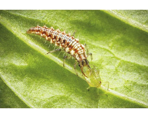 Chrysoperla-Florfliegenlarven gegen Blattläuse, Spinnmilben, Thripse & befallsmindernd gegen Weiße Fliege, Woll- & Schmierlaus 350-500 Stk. Reg.Nr. 4282-0