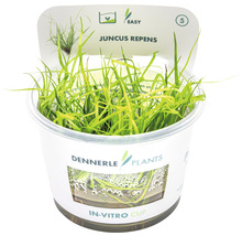Juncus repens im In-vitro-Cup für Aquarien