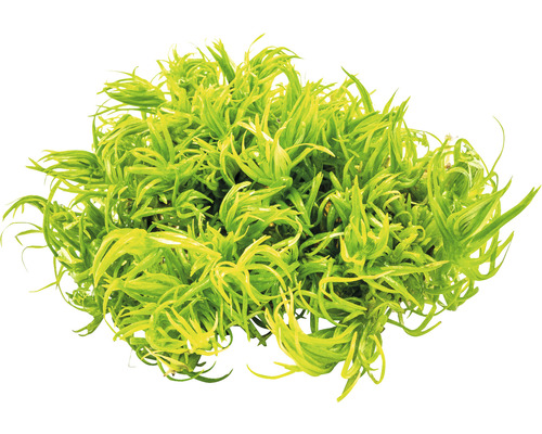 Lockiges Teichlebermoos für Aquarien