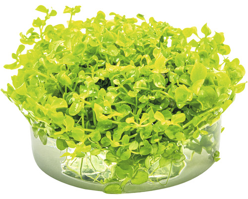 Bacopa monnieri Pflanze im Topf