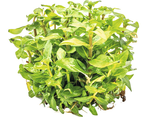 Aquariumpflanze mit grünen Blättern