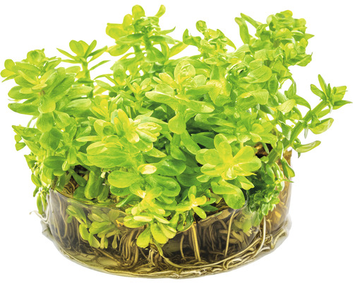 Wasserpflanze im Topf mit Wurzeln