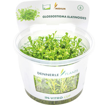 Glossostigma elatinoides Aquariumpflanze im In-vitro-Becher