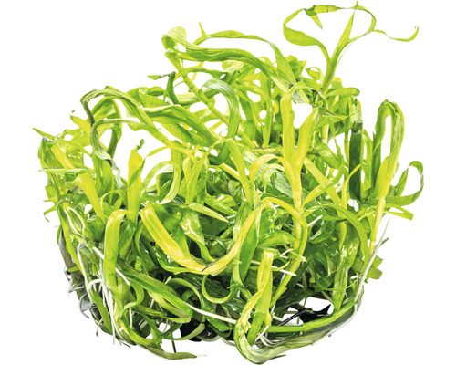 Aquariumpflanze mit langen Blättern