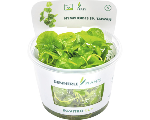 Nymphoides spec. Taiwan In-Vitro Nymphoides spec. Taiwan In-Vitro