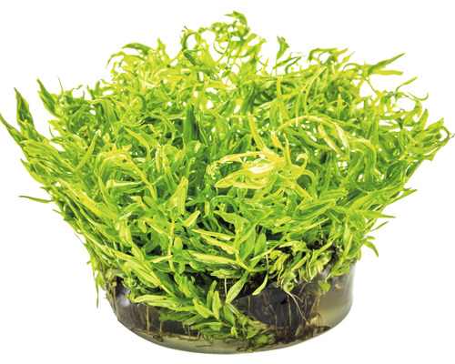 Aquarienpflanze im Topf