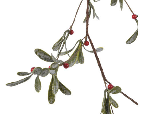 Mistelzweig mit Blättern und Beeren