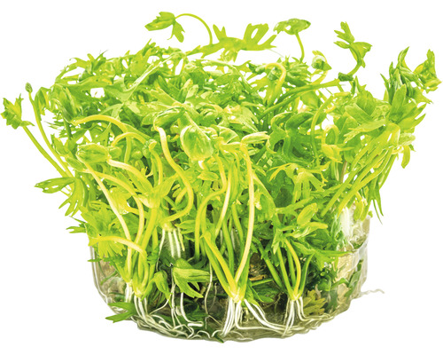 Wasserpflanze mit grünen Blättern und Wurzeln