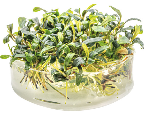 Bucephalandra Wasserkelch im Topf