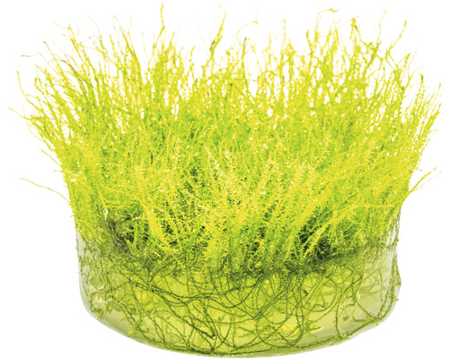 Aquarienmoos im Topf