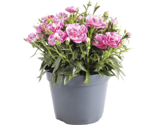 Nelke FloraSelf Dianthus 'Macy' Ø 15 cm Topf halbgefüllt Nelke im Topf
