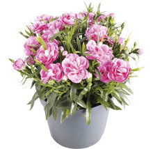 Nelkenpflanze im Topf mit pinkfarbenen Blüten.