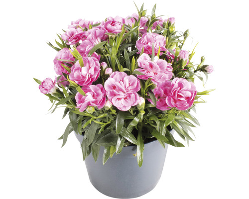 Nelkenpflanze im Topf mit pinkfarbenen Blüten.