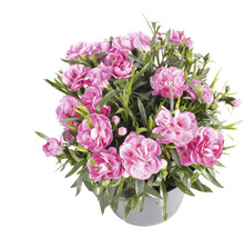 Topf mit rosa Nelkenblüten