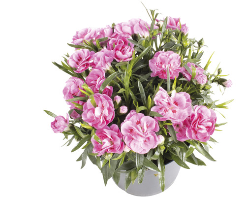 Topf mit rosa Nelkenblüten