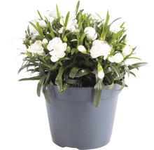 Weiße Nelke im Topf