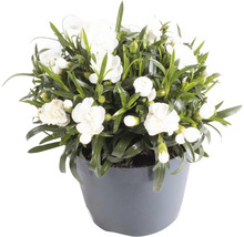 Weiße Nelke im Topf