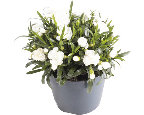 Weiße Nelke im Topf