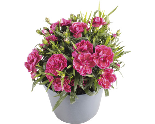 Nelke im Topf mit pinkfarbenen Blüten und grünen Blättern.