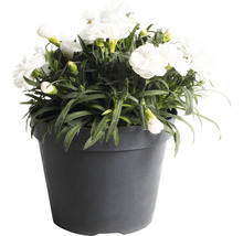 Weiße Nelkenpflanze im Topf