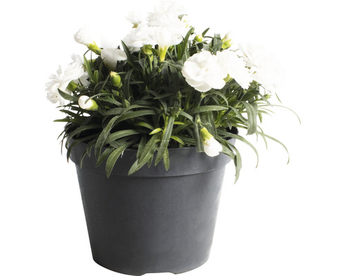 Weiße Nelkenpflanze im Topf