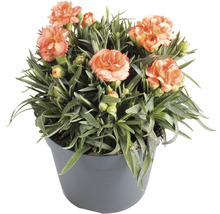 Nelken im Topf mit Blüten