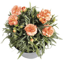 Topfnelke mit Blüten im Topf