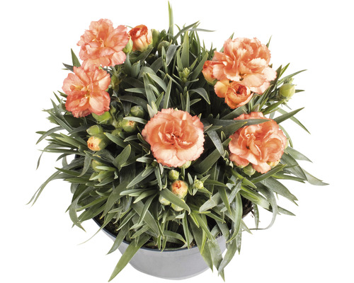 Topfnelke mit Blüten im Topf