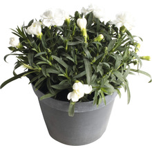 Weiße Nelke im Topf