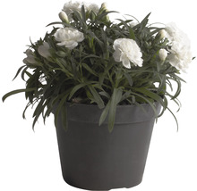 Nelke im Topf mit weißen Blüten