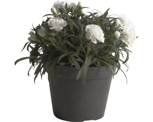 Nelke im Topf mit weißen Blüten