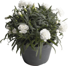 Weiße Nelkenpflanze im Topf