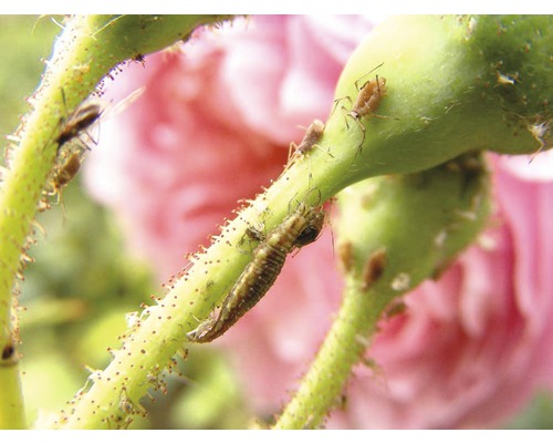 Blattläuse und Florfliegenlarve auf einem Rosenstiel